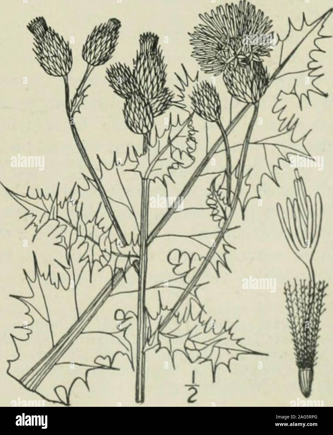 . An illustrated flora of the northern United States, Canada and the British possessions : from Newfoundland to the parallel of the southern boundary of Virginia and from the Atlantic Ocean westward to the 102nd meridian. Perennial by horizontal rootstocks, forming patches,nearly glabrous, or the leaves sometimes woolly be-neath; stems striate, i°-3° high, branched above.Leaves sessile, slightly clasping, but not decurrent,lanceolate or oblong-lanceolate, deeply pinnatifid intovery prickly, lobed or dentate segments, or sometimesnearly or quite entire; basal leaves sometimes peti-oled, 5-8 lon Stock Photo