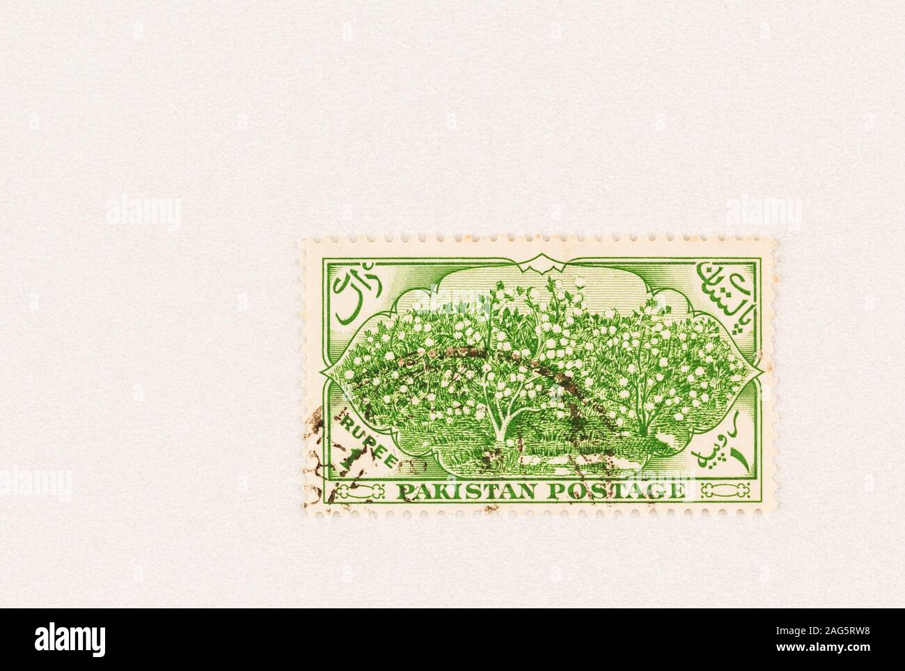 SEATTLE WASHINGON - October 5, 2019: Cotton plantation on Pakistan postage stamp, issued in 1954. Green stamp with cotton plant. Scott #71, Stock Photo