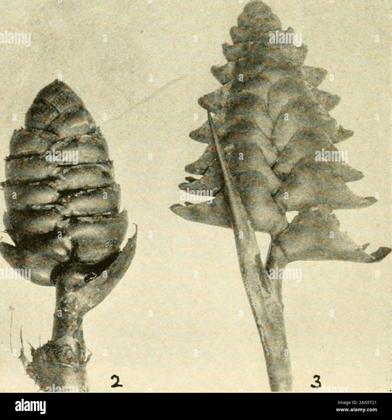. A year of Costa Rican natural history. I Y. ild Cintrer—Costus malortieanus. I. Vijagua, Calalhea msv^nis, with yellow bracts. 2. llehconw mana-and 3. //. imhricata, both with dark red bracts. To face p. 257 TURRIALBA AND PERALTA 257 soft mud beneath the grass. However, I did obtain somespecies of dragonflies that I had never, or but rarely, takenmyself in Costa Rica. Feeding on a patch of morning-glory{Ip07ncBa), known in Costa Rica as churristate—thesame name is applied also to a mallow, Anoda hastata,—near the laguna were some uniformly dark metallic violet-blue Chrysomelid beetles {Hal Stock Photo
