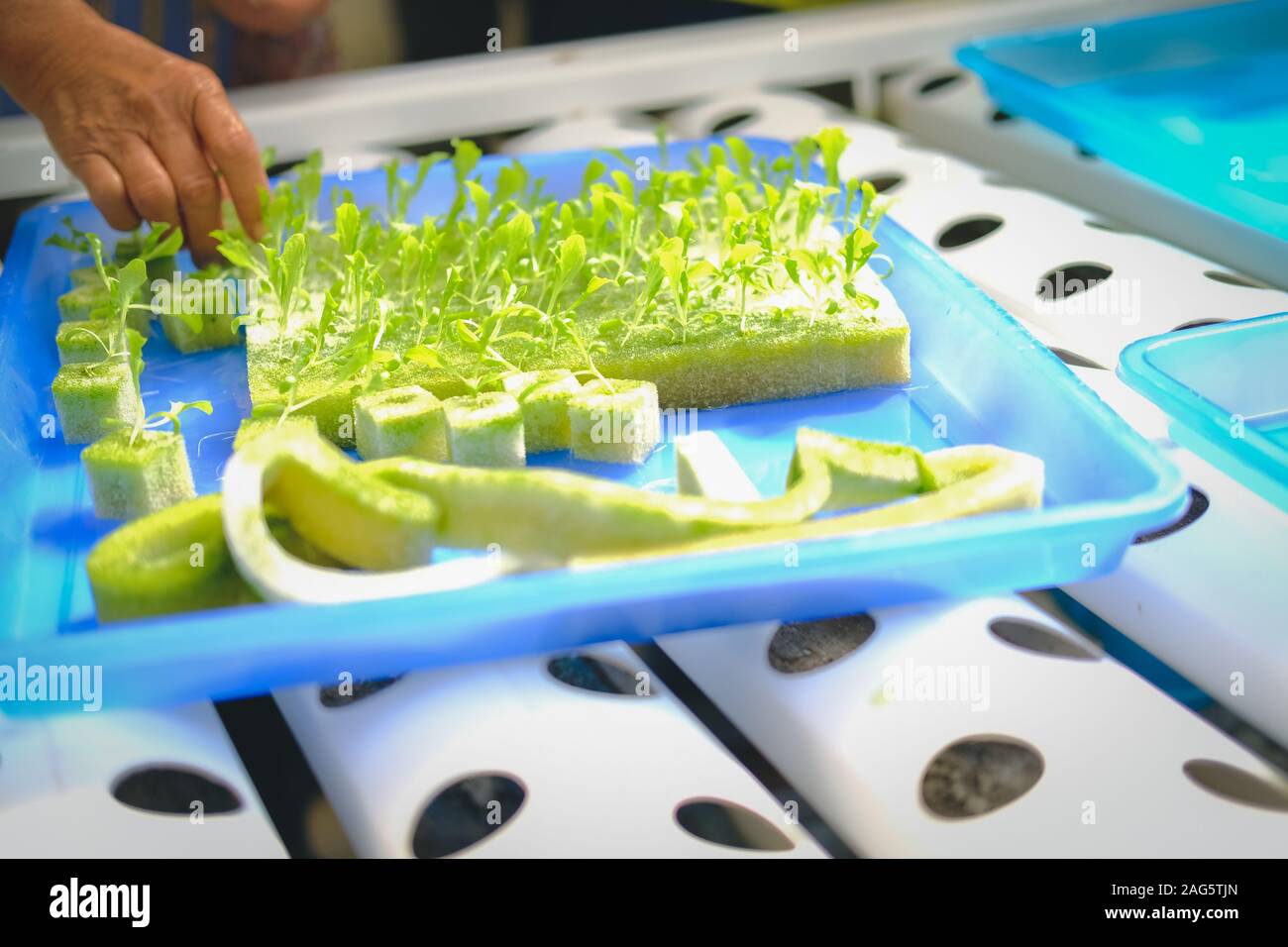 lettuce seedling sprout in greenhouse in hydroponic farm Stock Photo Alamy