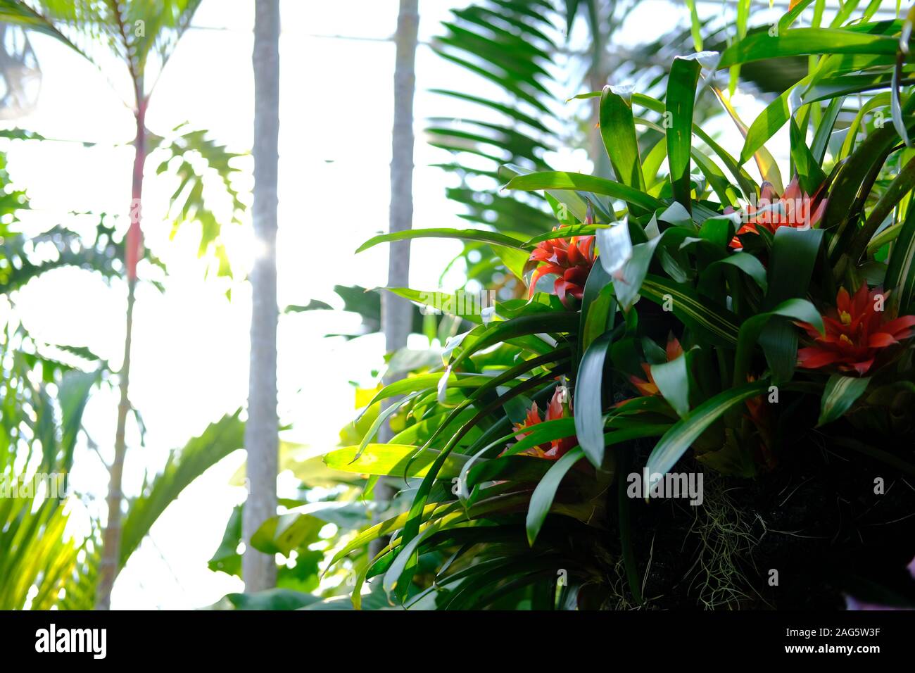 bromeliad plant growing in tropical botanical garden Stock Photo