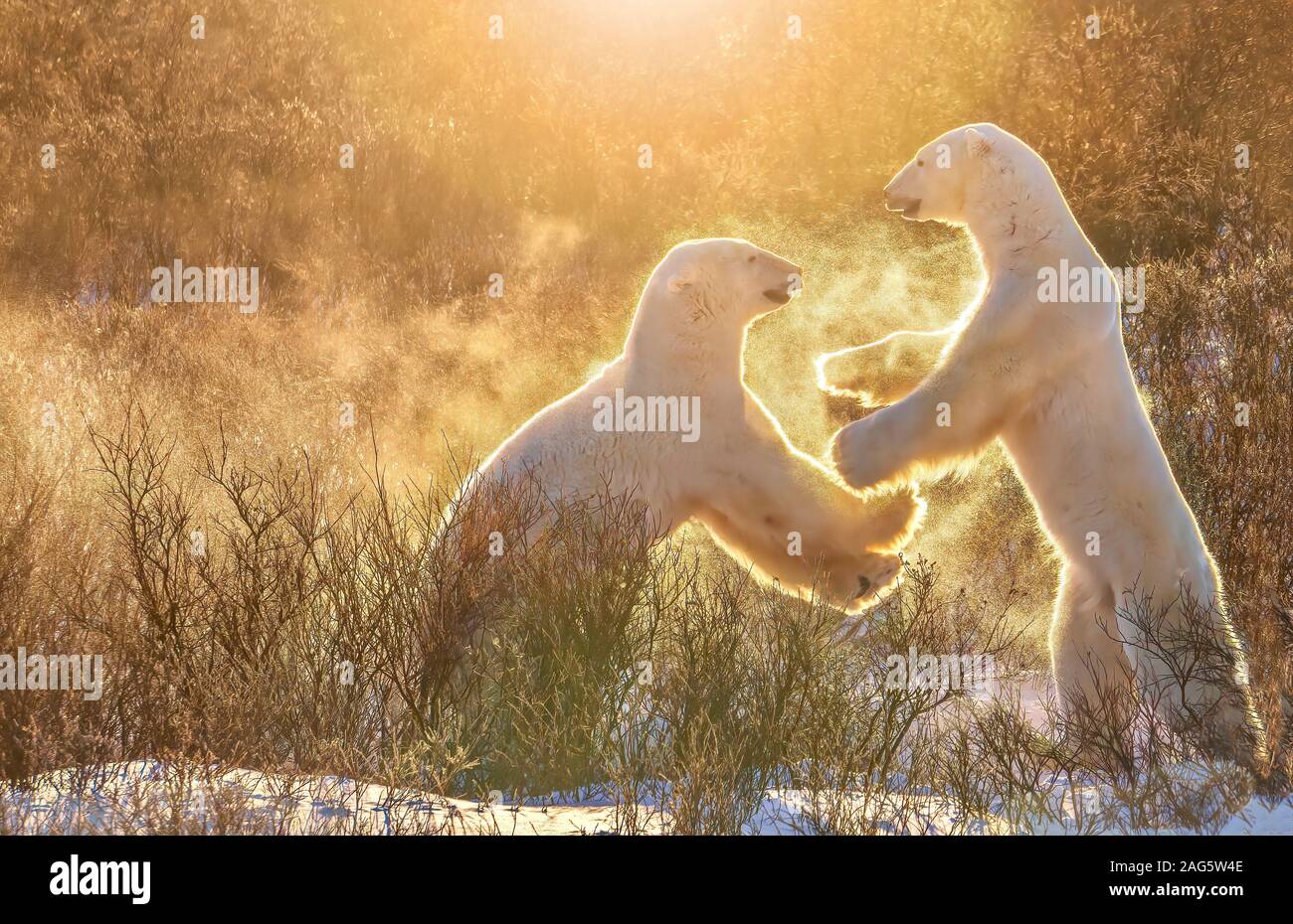 Two male polar bears (Ursus maritimus) playfully sparring together in what looks like a high five movement, in a pray of snowflakes. Churchill, Canada. Stock Photo