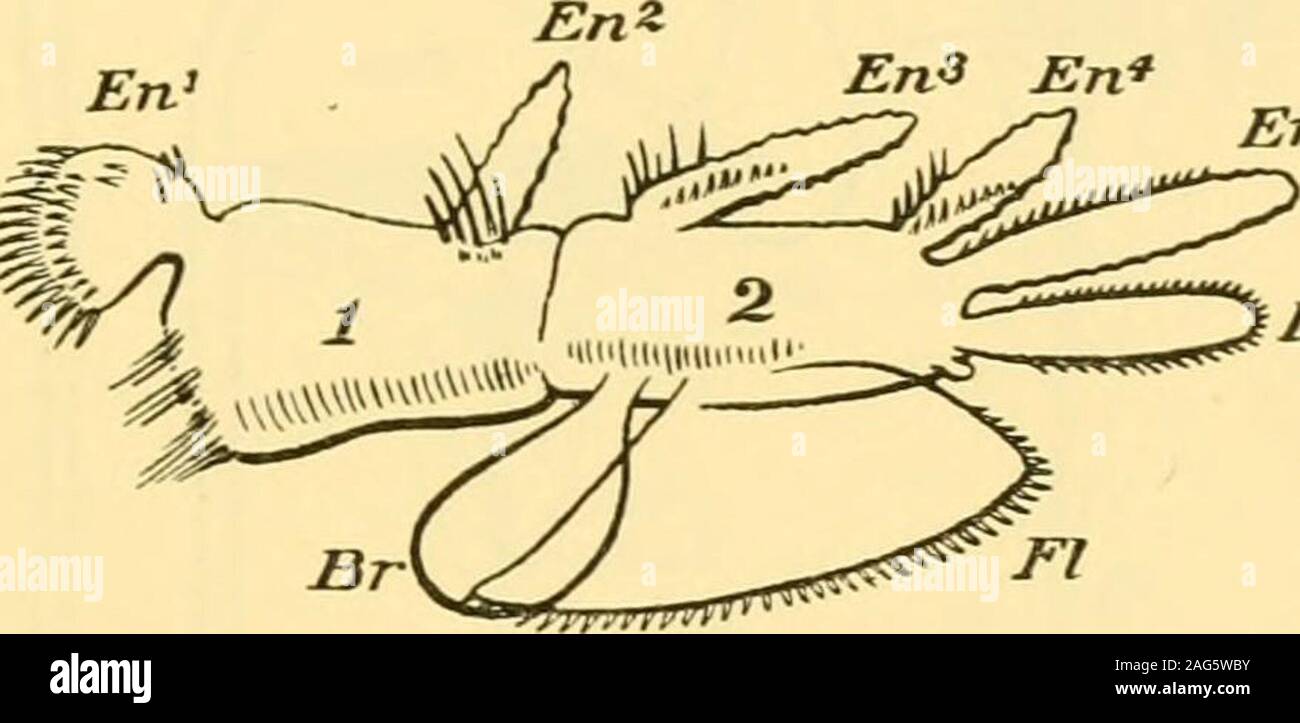 . Quarterly journal of microscopical science. the second pair ofpost-oral appendages ; C, one of the first post-oral pair of appendagesor mandibles; cl cP, tiic greatly enlarged claws. (Compare A.) Tlie apjiendages arc represented with the neural or ventralsurface uppermost. (Orij,inal.) growths, either leaf-like or filiform, on its inner and outermargins (endites and exites). Such a corm (see figs. 9 and10), with its outgrowths, may be compared to the simple STRUCTURE AND CLASSIFICATION OF THE ARTIIROPODA. 553 parapodia of Cli;i3fcopoda with cirilii and braiicliial lobe(fig. 7). It is by the Stock Photo