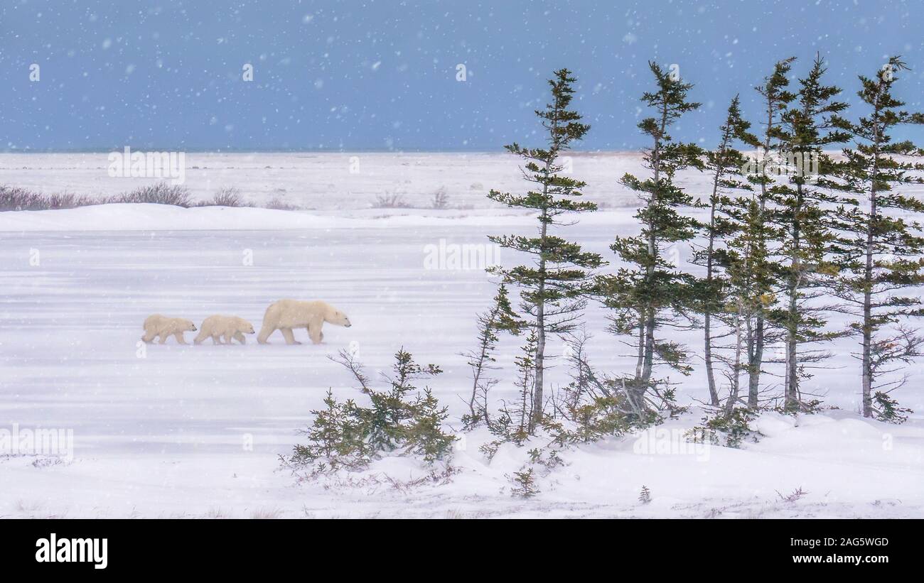 Winter landscape scene on a snowy day in northern Canada, as a mother polar bear leads her two cubs through blowing snow in cold conditions. Stock Photo