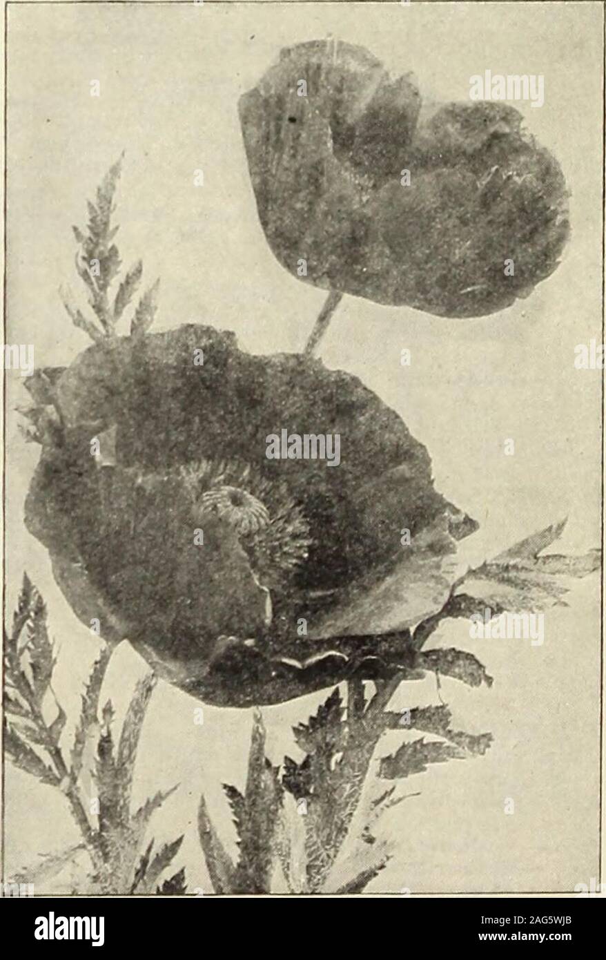 . Rawson's garden manual / W.W. Rawson & Co.. POPPIESPAPAVER alpinum (Alpine Puppy). A dwarf-growing, early-flowering Po])py. Fern-like foliageand cup-shaped flowers of white, rose and yellow allsummer. pj^j 6450 Finest Mixed $0 10 6460 White 10 6465 Rose lo 6470 Scarlet. New 10 6475 Yellow xo ICELAND POPPY [Papaoer nudicaule)Pretty tufted foliage ; flowers on long, wiry stems, inshades of white, yellow and vermilion, with satiny,crinkled petals. 6500 Rawsons Choice Mixed. Beautiful largeflowers in greatest variety of colors. Pkt. locts.,oz. Si. fl.Sio ijellow. Pkt. 10 cts., /oz. socts.^Si^^Wh Stock Photo