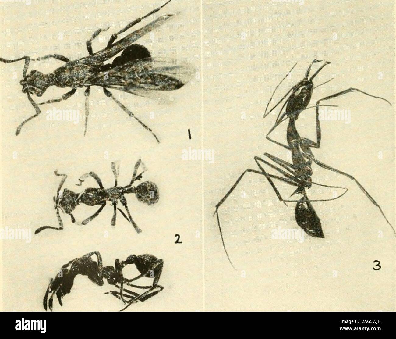 . A year of Costa Rican natural history. Bromeliads on a Branch of Poro, Cartago. Ants. I. Queen, 2. Two Workers of Apterostigma calverti. BananaRiver region. x6. 3. Odontomachus hastatus, Juan Vinas, xj. To face p. 233 JUAN VINAS—TENANTS OF BROMELIADS 233 found and there was so much still to be examined that Ileft the plants where they had fallen, and resumed the cut-ting oif of the leaves the following morning. When all thelarger ones had been removed I carried the three stocks,still so firmly united that I was unable to separate them andweighing some fifteen pounds, to the spring farther do Stock Photo