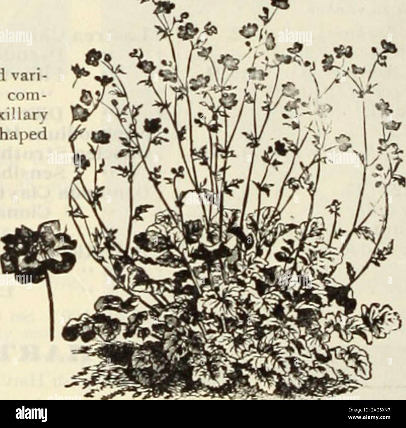 . Dreer's 1913 garden book. d, will retainits beauty for many months, furnishing most attractive decorative material inthis shape.Acutifolia. A strong-growing kind, attaining a height of 2 feet, with large panicles of small white flowers in July.Cerastioides. A fine variety for the rockery, growing but 3 inches high,and producing from June to August small white flowers marked with pink.Paniculata. A beautiful old-fashioned plant, possessing a grace not found,in any other perennial. When in bloom during August and September itforms a symmetrical mass 2 to 3 feet in height, and as much through, Stock Photo