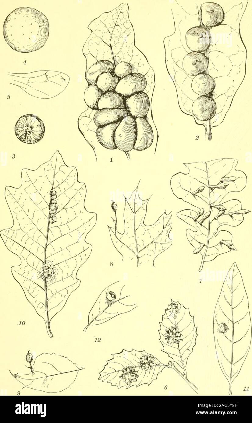 . Report of the State Entomologist on injurious and other insects of the state of New York. Fig. 98. C y n i p s sp. on Q. g r i s e a.One shown in section. (Original) Small, round, thin-shelled galls on leaf blades, usually near the margin andalways on the upper leaf veins, projecting on both surfaces, diameter 3.7mm, on Q. u n d u 1 a t a. Bassett 90, p. 77 Cynipid. Andricus pilula Bass.Hemispherical, pale brown, reticulate leaf gall with minute, reddish tubercles,diameter 3 mm, on Q. undulata. Fig. 108, 8. Beutm. iid, p. 357 Cynipid. Dryophanta pulchripennis Ashm.Brown, globose, pedunculate Stock Photo