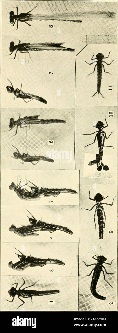 . A year of Costa Rican natural history. 1. Beetle (Pachyteles seriatoporus) from bromeliad, Juan Vinas, xj&gt;2. 2. Fore leg of same showing Antenna-cleaner, XI4. 3. Walking Stick {Ceroys bigibbus), Peralta, from life. Nearly life size^ 4. Caterpillar {Castnia? sp.) from bromeliad, La Emilia. 2V. Tojace p. 232 o-o S &gt; ri * «^ ? 2 s. 5S Stock Photo