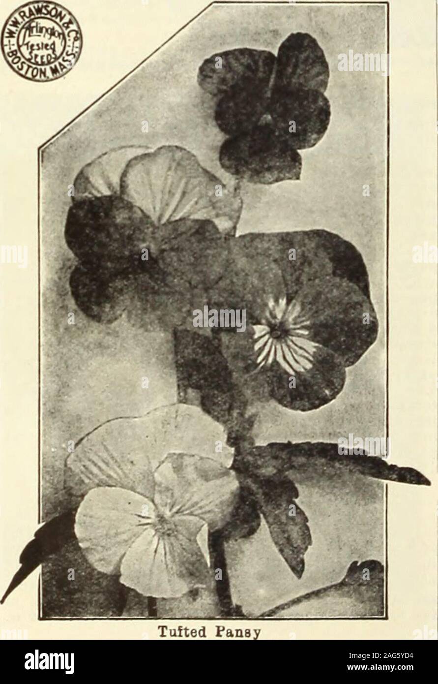 . Rawson's garden manual / W.W. Rawson & Co.. Tafted Faney Eawsous Caliiornia Giant Petunias 5960 Rawsons Ruffled Giants. Fjiormous flowers,having edges of petals beautifully ruffled andfluted. ()f great variety of colors, many beingbeautifully veined. Pkt, 25 cts, 5970 Rawsons Large-flowered, Finest Mixed.Fine large flowers in superb mi.ture. Pkt. 10cts., oz. Sr.50. 5975 Fine Mixed. An assortment of medium-sizedlliiwcrs; line for bedding, Pkt. 5 Cts., oz. 75 cts. 5980 Striped and Blotched (Inimitable). Flowers&lt;Hiite l.irgc, and handsomely striped and spotted.Pkt, 10 cts,, oz. S2. 59S5 How Stock Photo