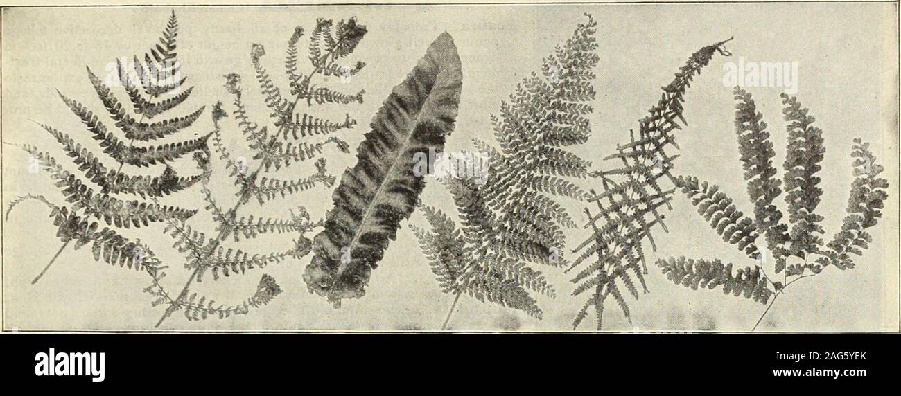 . Dreer's 1913 garden book. 217. Lastrea Asplenium Scolopendrium Polystichum. Asplenium ChrYSOLOBA. FILIX-FtEMINA HULTIFIDA UNDULATUM. FILIX-FCEMINA VICTORIA. Adiantum Pedatum. CHOICE HARDY FERNS. Suitable positions for Hardy Ferns are to be found in almost every garden. With few exceptions they do best in a shady orsemi-shady position in rich but well-drained soil, where they can be liberally supplied with water during dry weather. Where thesoil is stiff or clayey, incorporate a liberal quantity of leaf-mould, peat or other loose material to make it friable. Varieties marked*require a shady p Stock Photo