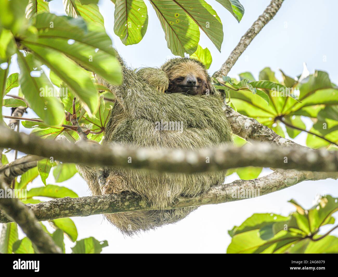 A brown throated 3 toed sloth hanging i a tree with a Baby in Costa Rice Rainforest national park. Stock Photo
