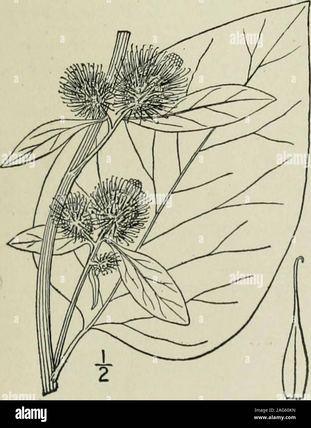 . An illustrated flora of the northern United States, Canada and the British possessions : from Newfoundland to the parallel of the southern boundary of Virginia and from the Atlantic Ocean westward to the 102nd meridian. 2. Arctium Lappa L. Great Bur, Burdock or Clotbur. Fig. 4634. Arctium Lappa L. Sp. PI. 816. 1753. Lappa major Gaertn. Fruct. & Sem. 2 : 379. pi. 162. 1802. Stem much branched, 4°-()° high. Leaves thin, broadlyovate, pale and tomentose-canescent beneath, obtuse,entire, repand or dentate, mostly cordate, the loweroften 18 long; petioles solid, deeply furrowed; headsclustered or Stock Photo