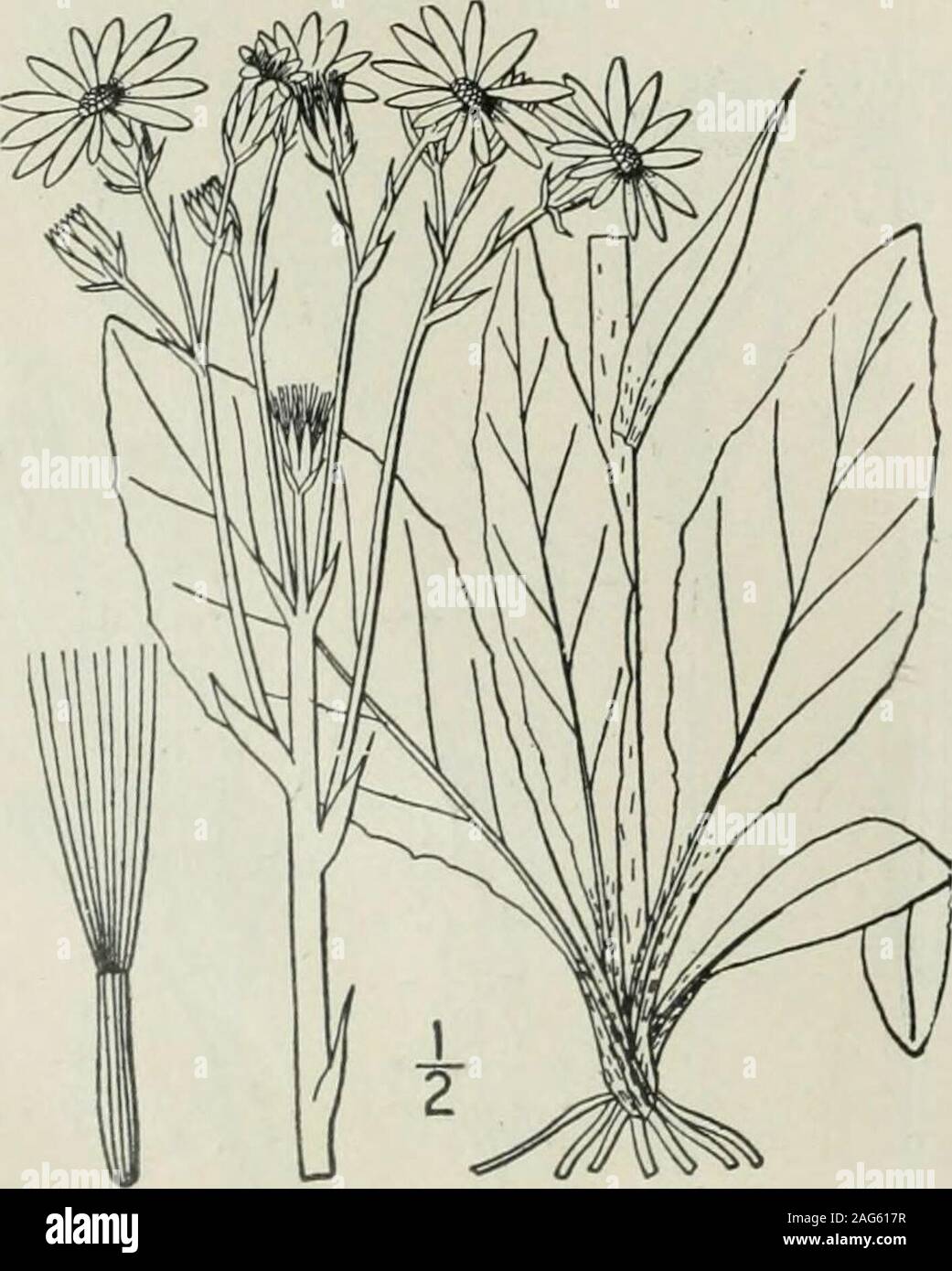 . An illustrated flora of the northern United States, Canada and the British possessions : from Newfoundland to the parallel of the southern boundary of Virginia and from the Atlantic Ocean westward to the 102nd meridian. 23. Senecio integerrimus Nutt. Entire-leaved Groundsel. Fig. 4632. Senecio integerrimus Nutt. Gen. 2: 165. 1818. Perennial, more or less pubescent when young,glabrous or nearly so when old; stem stout, i°-4°high. Leaves entire, or sparingly denticulate,somewhat fleshy, the lower and basal ones ovalor oblong, obtuse or obtusish at the apex, 3-8long, I-ii wide, petioled, the up Stock Photo