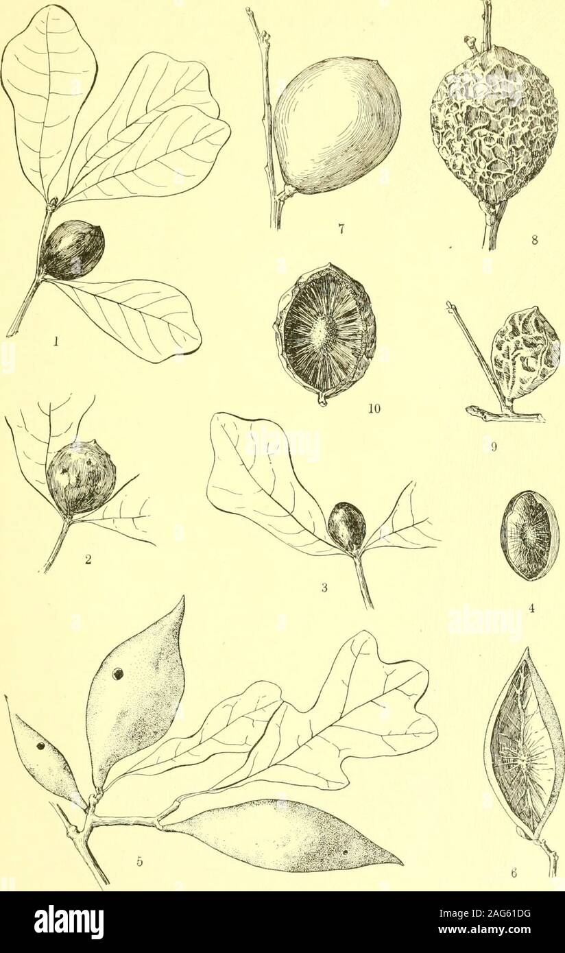 . Report of the State Entomologist on injurious and other insects of the state of New York. leaf gall, withina fiber-supported larval cell, diameter 6 to 18 mm, on Q. h y p o 1 e u c a .Fig. 97, 6, 7. Beutm. iid, p. 345 Cynipid. Dryophanta dugesi Mayr. Irregular, subglobose, usually clustered, monothalamous, straw-colored or brown leaf gall containing a fiber-supported cell, occurs on both surfaces of the leaf, on Q. undulata and Q. gambelii. Fig. 68, i, 2. Beutm. iid, P- 348 Cynipid. Dryophanta eburnea Bass.Fusiform to subglobular, pointed, yellowish, thin-shelled twig gall with a fiber-suppo Stock Photo