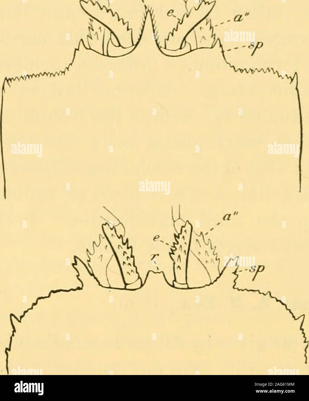 . Quarterly journal of microscopical science. shorter than the base of the exopodite. Secondmaxillipedes with a rudimentary epipodite, but without anybranchiae. Third maxillipedes with reduced epipodite, dilatedand articulated at its base, with the mesopodite standing-forward and carrying the carpus on its internal face. Asingle pleurobranch : three pairs of swimmerets in the female.Blind. The antenna? cannot conceal themselves completelybeneath the rostrum (in Cymopolus they can). Species 1.—C. quadratus, A. Milne-Edwards. Bull. Mus.Comp. Zool., vol. viii, No. 1, p. 26 (1880). The characters Stock Photo