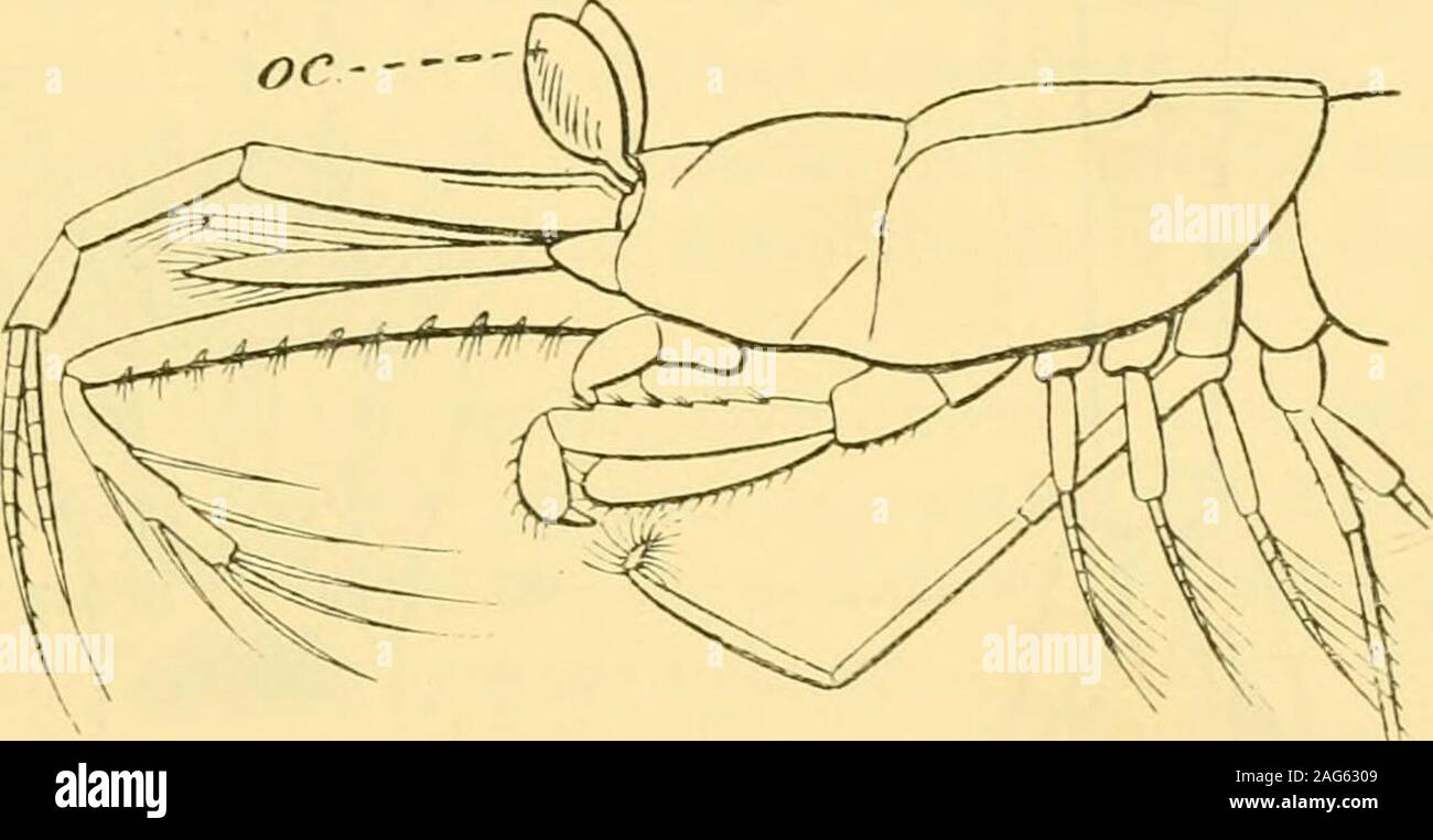 . Quarterly journal of microscopical science. Fig. 3.—Boreomysis scypliops, G. 0. Sars. Adult female,1900 fathoms. No ommalidia. The ocular peduncles are con-verted into cup-like plates. Sars, Schizopoda, pi. xxxii, fig. i.. Yw. 4.—Petalophthalmus armifrer. Willem. Suhm. Male,X 4. 2500 fathoms. No ommalidia. The ocular peduncles areconverted into mobile leaflets. Sars, Schizopoda, pi. xxxii,fiff. 1. Apart from these interesting cases in the Schizopoda, themodification of the eyes in deep-sea decapod Crustacea is nowrecognised as a very freqnent occurrence. The degree ofdegeneration of the opti Stock Photo