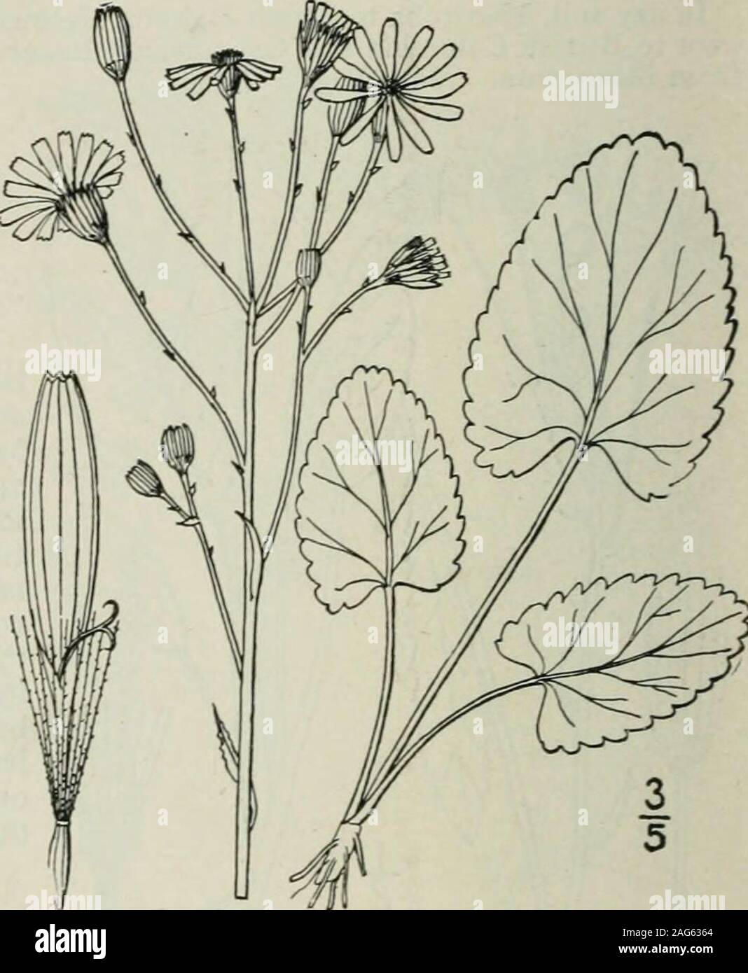 . An illustrated flora of the northern United States, Canada and the British possessions : from Newfoundland to the parallel of the southern boundary of Virginia and from the Atlantic Ocean westward to the 102nd meridian. d New York. June-Sept. 16. Senecio aureus L. Golden Ragwort. Life-root. Swamp Squaw-weed. Fig. 4625. Senecio aureus L. Sp. PI. 870. 1753. Senecio paiiciflorus Pursh, Fl. Am. Sept. 529. 1814. Senecio gracilis Pursh, Fl. Am. Sept. 529. 1814. Perennial, glabrous or very nearly so through-out; stems rather slender, solitary or tufted,6-2*° high. Basal leaves cordate-ovate orcorda Stock Photo