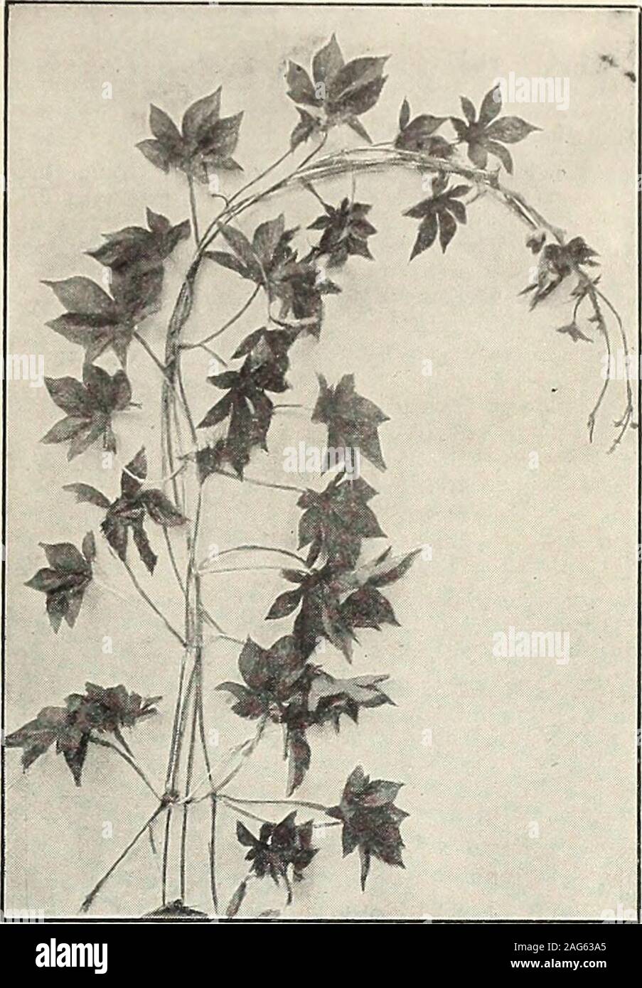 . Rawson's garden manual / W.W. Rawson & Co.. IncarviUea Delavayi Humulus Japonicus Ipomoea imperialis, continued. is very large and often variegated. 10 feet.Pkt. 10 cts., oz. 30 cts., lb. $4. 4370 —grandiflora alba (Moonflower). Large heart-shaped leaves and large, pure white flowers,which open only late in the evening. 10 feet.Pkt. 10 cts., oz. 60 cts. 4375 —rubro-coerulea (Heavenly Blue). Beautiful,large, sky-blue flowers. 15 feet. Pkt. 10 cts.,oz. $1. 4380 —setosa (Brazilian Morning-Glory). Large, orna-mental foliage, with bright rose flowers. Growsvery fast and is dense. Pkt. 10 cts., oz Stock Photo