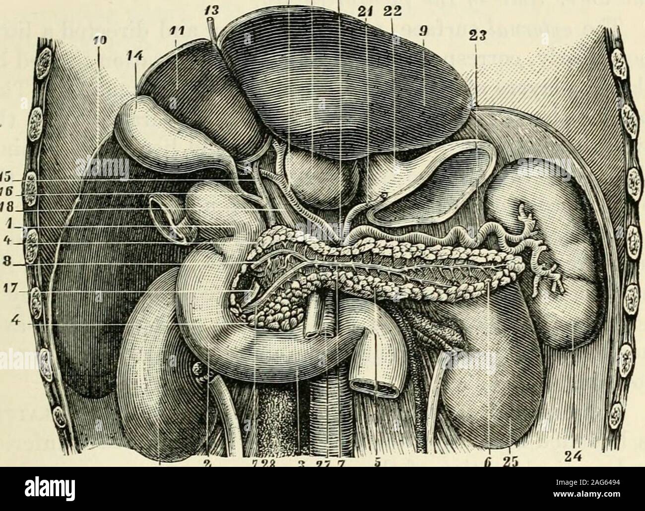 . Selected monographs, comprising Albuminuria in health and disease. Relations of the Kidneys to aJjacent organs. The anterior surface, in the foetus lobed, in the adultsmooth, convex, directed a little forwards and outwards, iscovered by the peritoneum in its whole extent. On the rigidside two-thirds or thi*ee-fourths, or sometimes even the wholeof the kidney lies beneath the liver and therefore to a greateror less extent beneath the ascending colon or hepatic flexureof the colon (flexura coli dextia), aud more or less close to Incorrectly quoted by Landau.—Tbanslatob. MOVEABLE KIDNEY JN WOME Stock Photo
