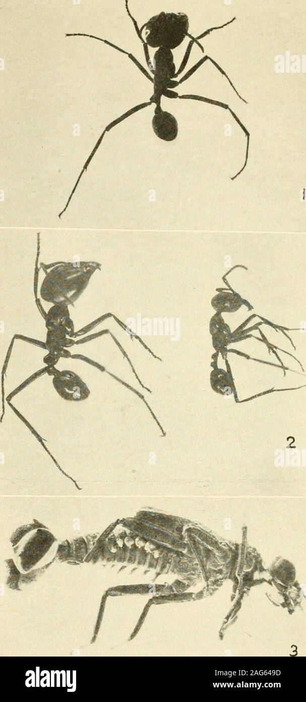 . A year of Costa Rican natural history. Leaf-cutting Ants. 1. Workers of Atta octospinosa from near Tres Rios (x2). 2. Workers of Atta cephalotes from Juan Vinas (x2.8). 3. Male of A. cephalotes from Cartago (x2.6). To face p. 1S4. I, 2. Army Ants, Eciton prcrdator, Agua Buena Creek. X4.3. The Larva of Dragonfly, Cora, Juan Vihas. x^Ys. To face p. 18s JUAN VINAS—ABOVE THE LAGUNA 185 Ascalaphid related to the ant-lions but differing from themin having antennse as long as or longer than the body, andknobbed at the tip. This individual presented a moststretched-out appearance, for it had arrange Stock Photo