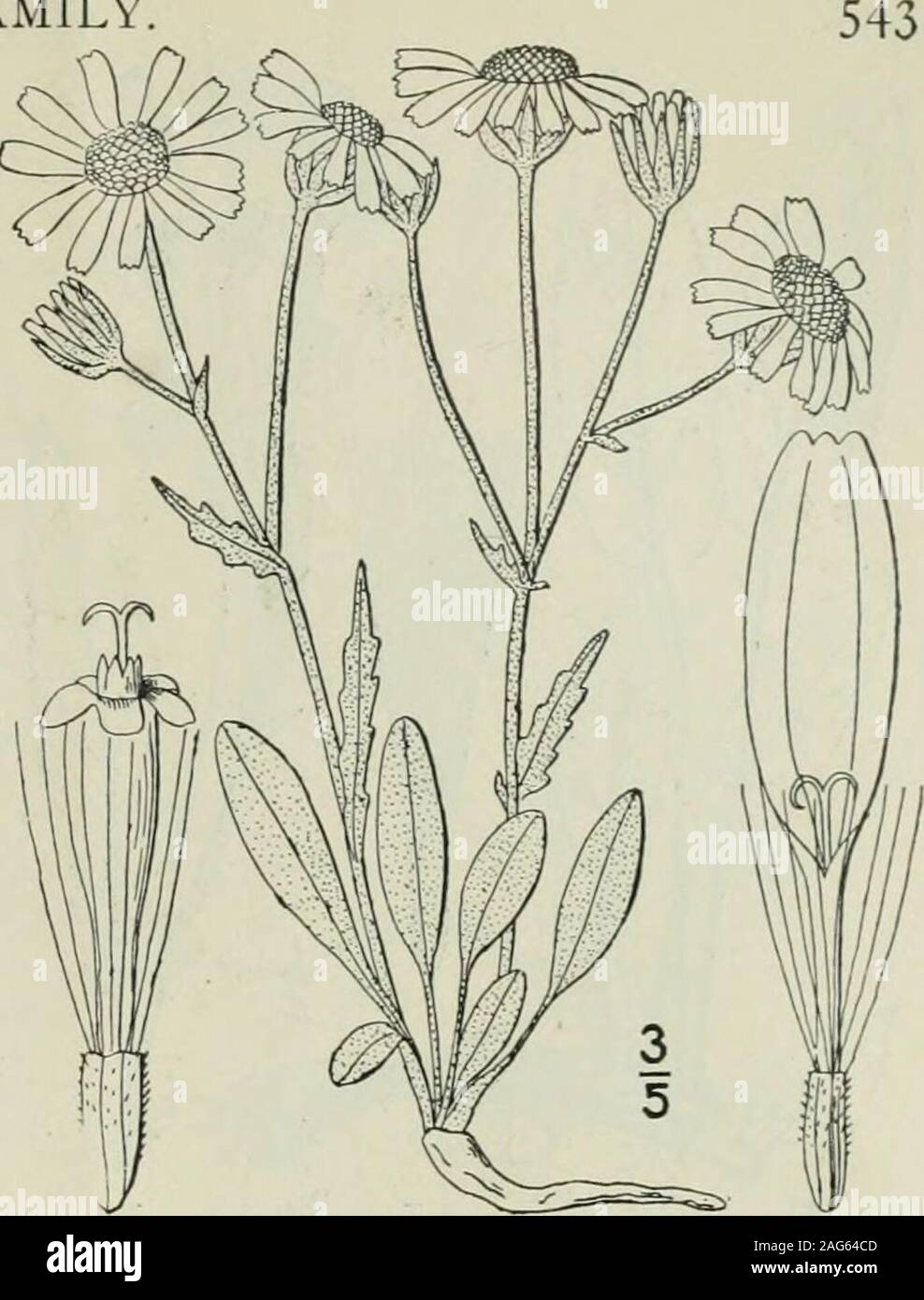 . An illustrated flora of the northern United States, Canada and the British possessions : from Newfoundland to the parallel of the southern boundary of Virginia and from the Atlantic Ocean westward to the 102nd meridian. mountains of Virginia and West Vir-ginia. May-June. Genus 102. THISTLE FAMILY, 12. Senecio canus Hook. Silvery Ground-sel. Fig. 4621. 5. canus Hook. Fl. Bor. Am. i : 333. p!. 116. 1833. 5. Purshianus Nutt. Trans. Am. Phil. Soc. (II) 7 :412. 1841. Perennial, densely and persistently white-tomentose to the inflorescence; stems slender,usually tufted, 6-i8 high. Basal and lowerl Stock Photo