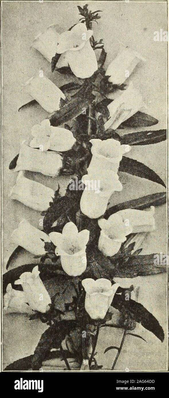 . Dreer's 1913 garden book. Campanula Medium (Canterbury Bells).Grows 3 feet high, and in May and June bears large Campanula Persicifolia (Peach Bells). June to August; 3 feet.Latifolia Macrantha. purplish-blue flowers.Medium (Canterbury Bells). Our stock has been grown from the very finest strain; choice mixed colors; 3 feet.Persicifolia (Peach Bells). Blue salver-shaped flowers during June and July; 2 feet. — alba. A pure white form of the above. Punctata. A distinct sort, with white, spotted, purplish-rose, nodding, bell-shaped flowers in May and June; 1 foot. Pyramidalis (Chimney Bell-floi Stock Photo