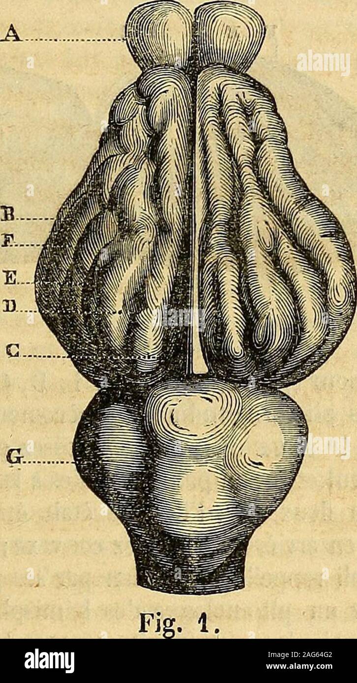 Cerebrale High Resolution Stock Photography And Images Alamy