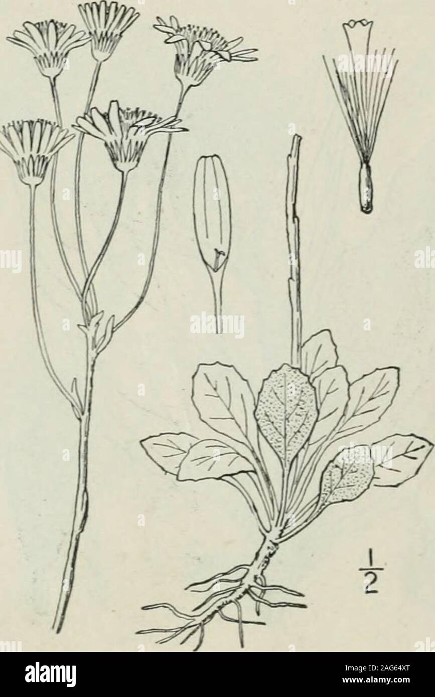 . An illustrated flora of the northern United States, Canada and the British possessions : from Newfoundland to the parallel of the southern boundary of Virginia and from the Atlantic Ocean westward to the 102nd meridian. laska. Also in north-eastern Asia. Summer. 10. Senecio Jacobaea L. Tansy Ragwort. Staggerwort. Fig. 4619.Soiecio Jacobaea L. Sp. PI. 870. 1753. Perennial by short thick rootstocks, somewhatwoolly, or glabrous; stems stout, simple, orbranched above, 2°-4° high, very leafy. Stemleaves 2-3-pinnatifid, 2-8 long, the lower peti-oled, the upper sessile, the lobes oblong-cuneate,den Stock Photo