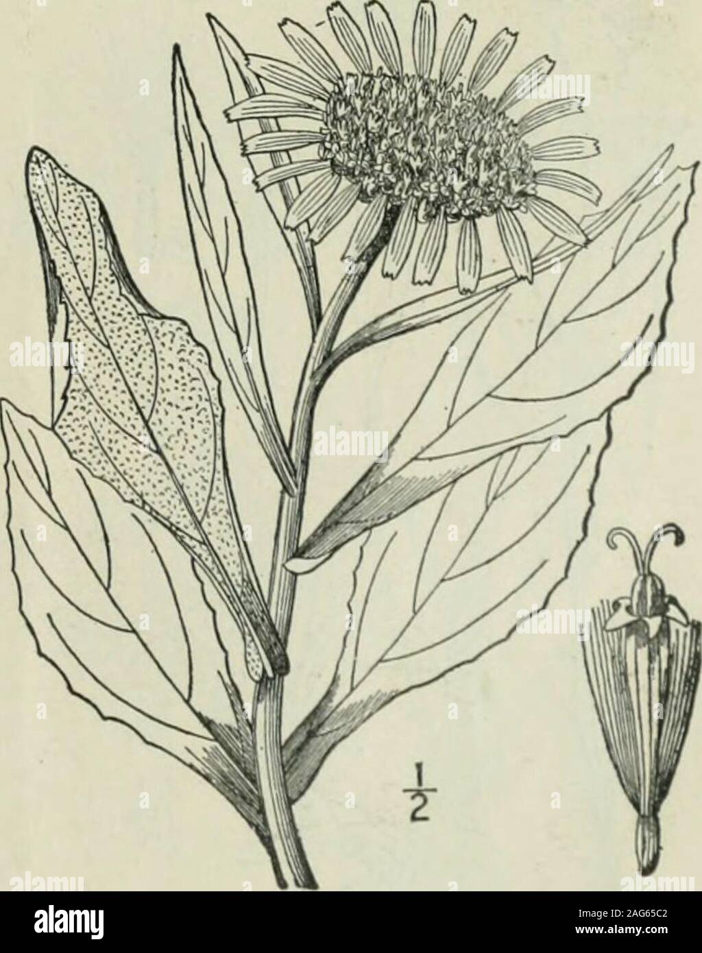 . An illustrated flora of the northern United States, Canada and the British possessions : from Newfoundland to the parallel of the southern boundary of Virginia and from the Atlantic Ocean westward to the 102nd meridian. une-Sept. 8. Senecio Pseudo-Arnica Less. Sea-beachSenecio. Fig. 4617. Arnica maritima L. Sp. PI. 884. ly^Z- Not 5*. mari- timus L.Senecio Pseudo-Arnica Less. Linnaea 6: 240. 1831. Perennial, somewhat fleshy; stem stout, mostlysimple, very leafy, 6-3° high. Leaves oblong-obo-vate. lanceolate, or the lower spatulate, acute orobtuse at the apex, 4-8 long, ^-2 wide, denselytoment Stock Photo