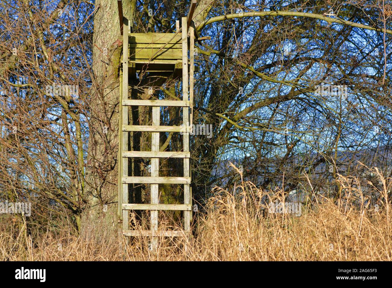 Simple wooden raised tree ladder stand secured to a tree as vantage point for hunters Stock Photo