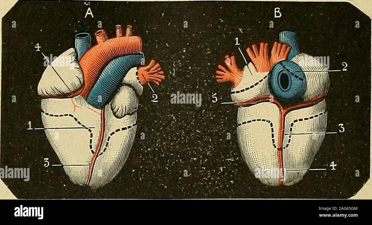 Le Singe High Resolution Stock Photography And Images Alamy