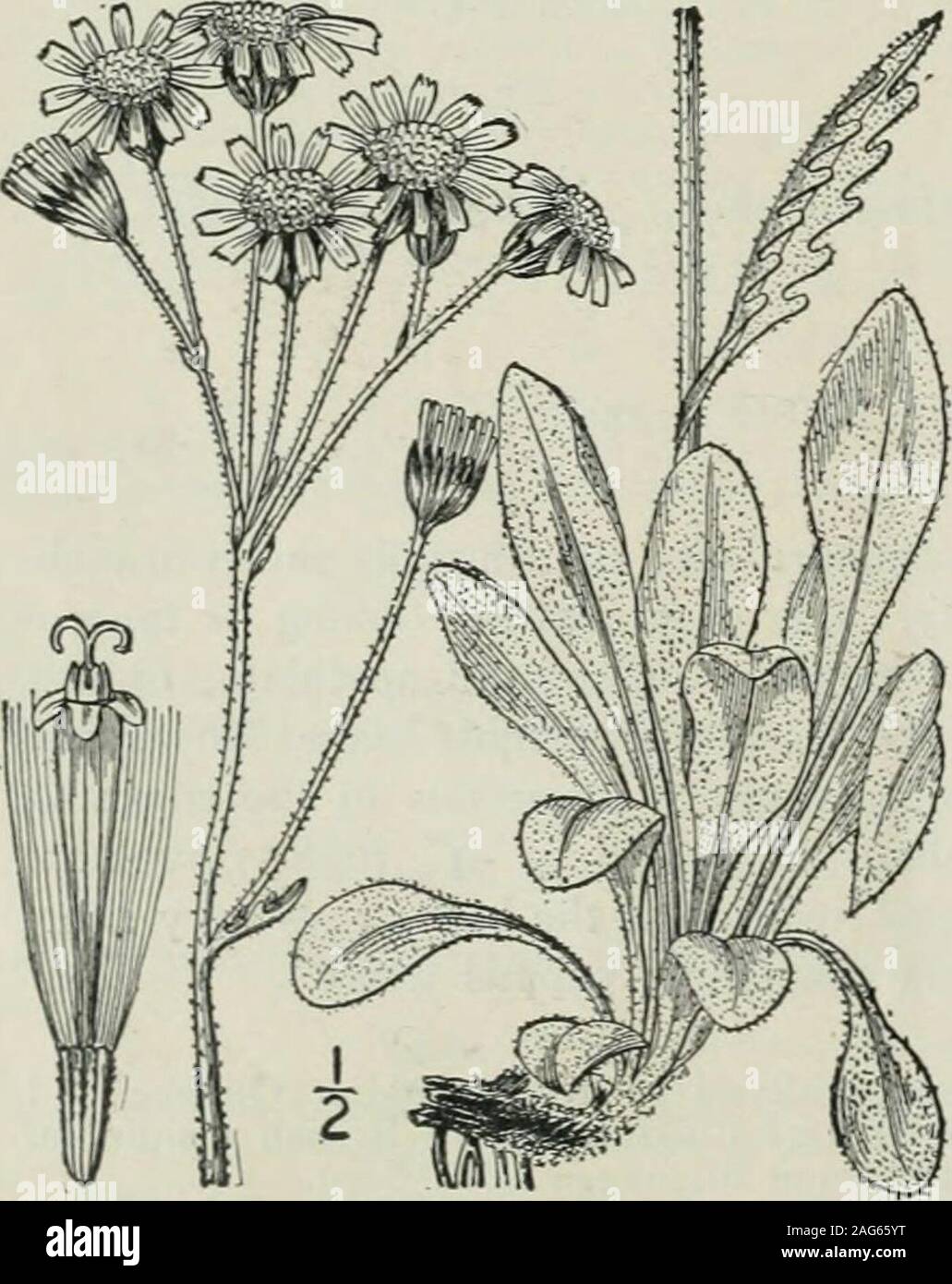 . An illustrated flora of the northern United States, Canada and the British possessions : from Newfoundland to the parallel of the southern boundary of Virginia and from the Atlantic Ocean westward to the 102nd meridian. Genus 102. THISTLE FAMILY. 541 6. Senecio spartioides T. & G. Broom-like Senecio. Fig. 4615. Senecio spartioides T. & G. Fl. N. A. 2 : 438. 1843. Woody at the base, usually branched, sometimesshrubby, glabrous or nearly so, leafy, i°-6° high.Leaves sessile, or the lowest petioled, Is long,linear, entire, or more or less serrate, not lobed;heads corymbose at the ends of the br Stock Photo