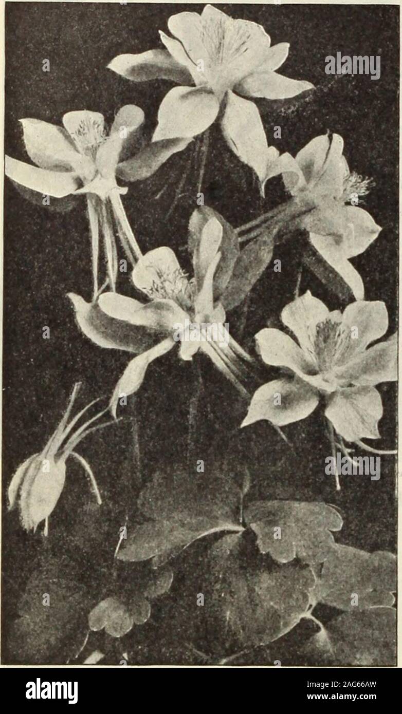. Dreer's 1913 garden book. Aqcilegia. or Columbine. ARENARIA Sand-wort). Caespitosa. Close-growing evergreen plant, forming a densecarpet of verdure, and especially desirable for rock work; flow-ers pure while; prettily sludding the foliage during the springmonths. 15 cts. each; $1.50 per doz.; $10.00 per 100. Montana. A pretty creeping plant covered with large snow-white flowers in June. A gem for overhanging rocks or inthe border. 25 cts. each; $2.50 per doz. ARJIERIA Thrift. Attractive dwarf plants that will succeed in any soil, formingevergreen tufts of bright green foliage, from which in Stock Photo