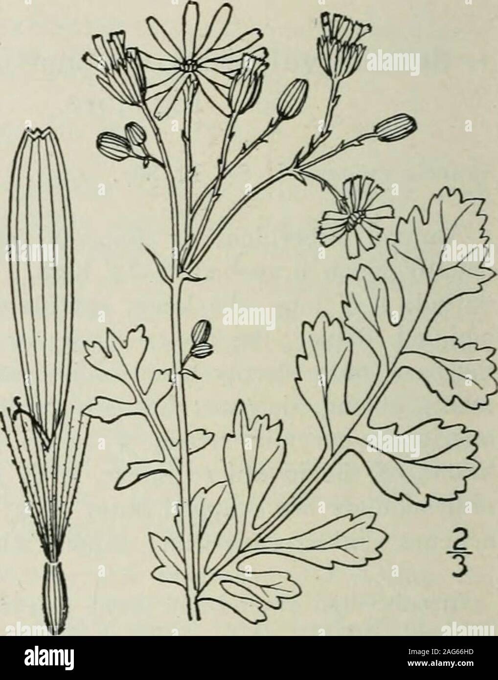 . An illustrated flora of the northern United States, Canada and the British possessions : from Newfoundland to the parallel of the southern boundary of Virginia and from the Atlantic Ocean westward to the 102nd meridian. t. 5. Senecio palustris (L.) Hook. Alarsh Flea wort. Pale Ragwort. Marsh Groundsel. Fig. 4614. Cineraria palustris L. Sp. PI. Ed. 2, 243. 1763. Senecio palustris Hook. Fl. Bor. Am. i: 334. 1833. Annual or biennial, pubescent or glabrate; stemstout, simple, hollow, 6-24 high. Leaves lanceo-late, oblong or spatulate, entire, dentate, or lacin-iate, acute or obtuse, 2-7 long, 3- Stock Photo