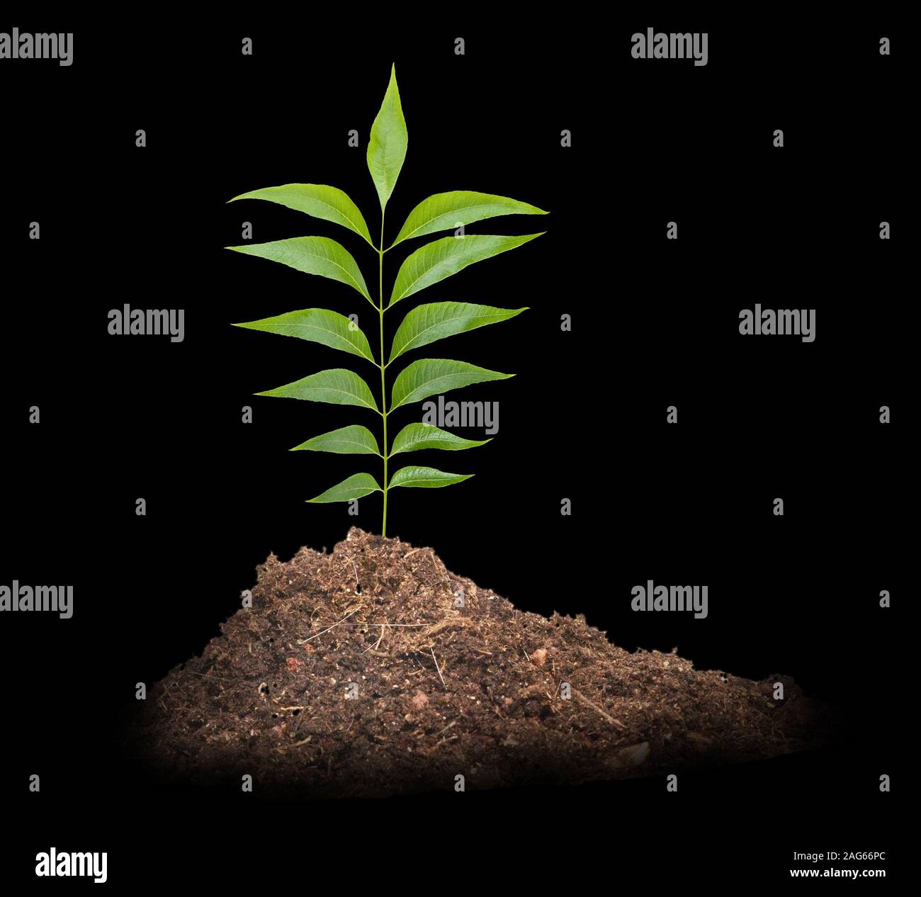Tree in soil Stock Photo - Alamy