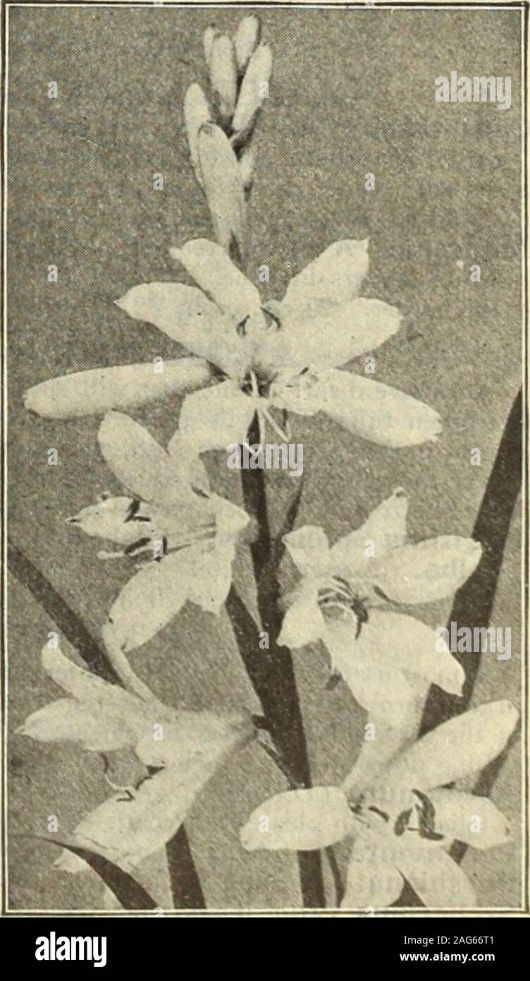 . Dreer's 1913 garden book. d border. Sylvestris (Snowdrop Windflower). Large, cup-shaped, pure white flowers, onclean stems, held well above the neat, handsomely-cut foliage; one of the most sat-isfactory plants for the border, and equally at home in partial shade. — Eliza Fellman (Double Snowdrop Anemone). A double-flowering form of thepreceding, wkh large flowers; May and June. 25 cts. each; $2.50 per doz. Price, except where noted, 15 cts. each; $1.50 per doz. ANTHERICUM. Liliago (St. Bernards TAly). A pretty species, bearing spikes of white flowers 18 inches high during May and June.Lilia Stock Photo