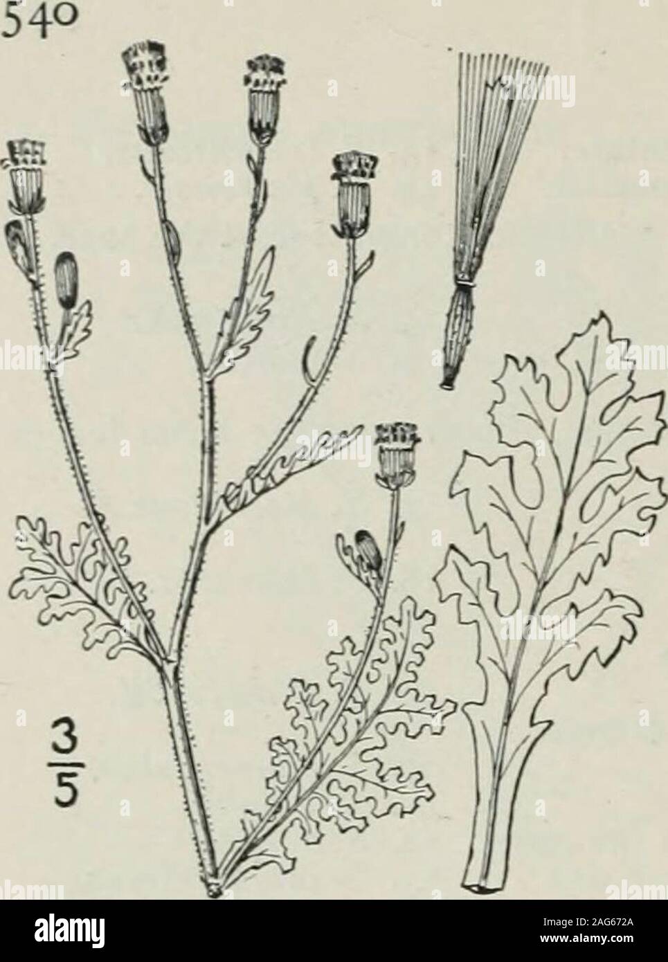 . An illustrated flora of the northern United States, Canada and the British possessions : from Newfoundland to the parallel of the southern boundary of Virginia and from the Atlantic Ocean westward to the 102nd meridian. 2. Senecio sylvaticus L. ood Groundsel.Fig. 4611. Senecio sylvaticus L. Sp. PI. 868. 1753. Annual, glabrous or puberulent; stem usually much branch-ed. i°-2i° high, leafy. Leaves pinnatifid, oblong or lanceo-late in outline, the segments oblong or spatulate, obtuse,dentate, lobed or entire, or the uppermost leaves linear andmerely dentate; heads several or numerous in the c Stock Photo