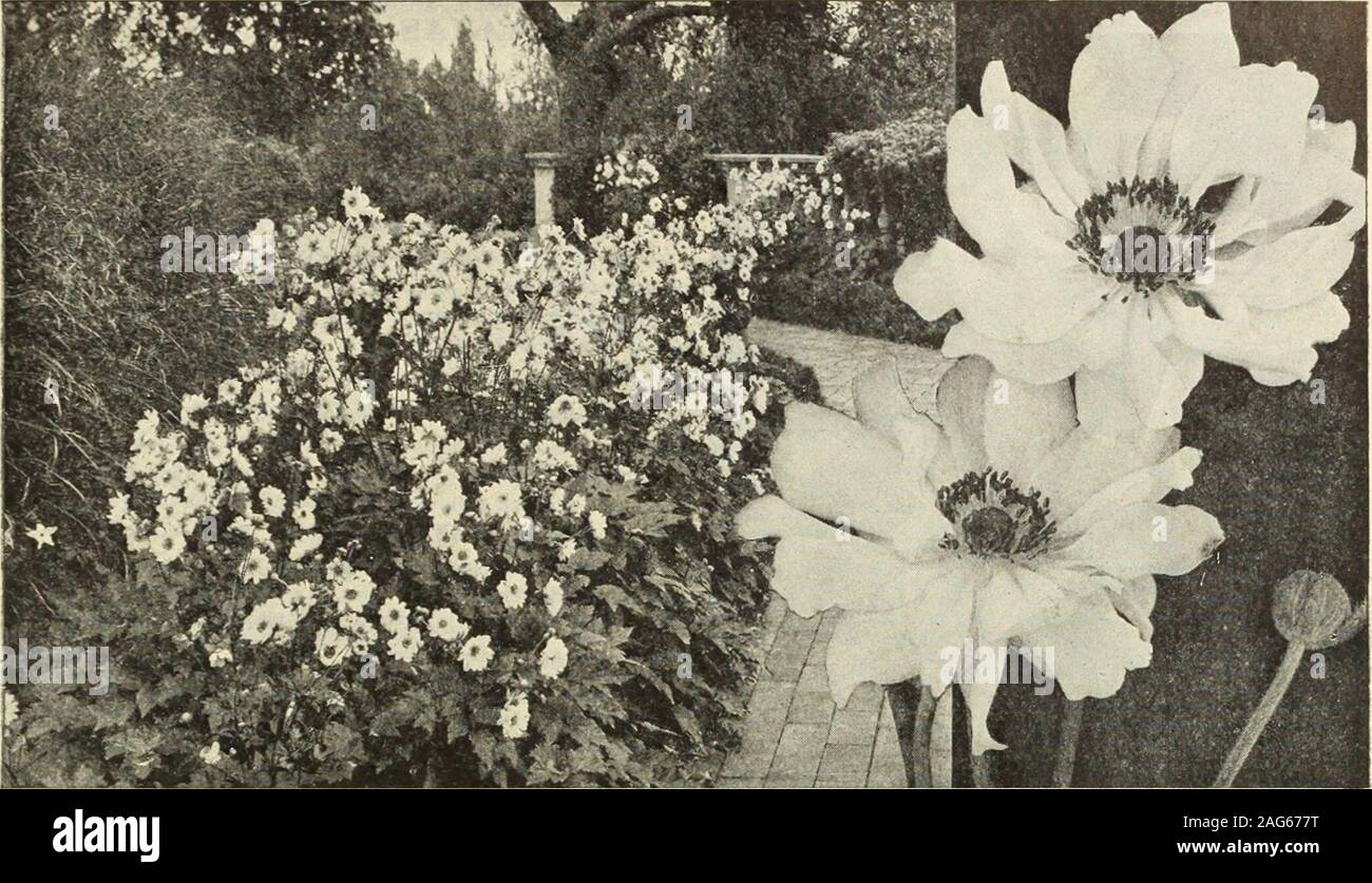 . Dreer's 1913 garden book. UMADRKR -PHILADELPHIA PA WHARDY PERENNIAL PbAfflT . .— ? ? I I —— MJ-U 205. Geante Blanche. The largest single white. 25 cts. each; §2.50 per doz.Prince Henry. Larg;, very double, deep rich pink flowers; free-flowering. A Bed of Japanese Windflowers. ANEMONE JAPONICA (Japanese Windflower). These beautiful Windflowers are one of the most important hardy plants. While they begin blooming in August, they are moreespecially valuable on account of their continuing in full beauty until cut down by hard frost. All are excellent for cutting, lastingin good condition for man Stock Photo