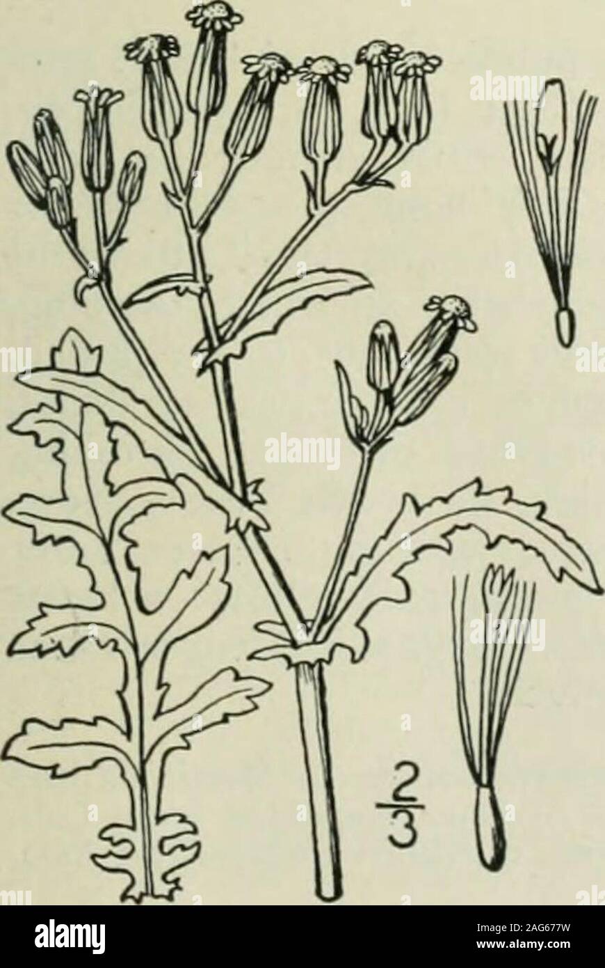 . An illustrated flora of the northern United States, Canada and the British possessions : from Newfoundland to the parallel of the southern boundary of Virginia and from the Atlantic Ocean westward to the 102nd meridian. 2. Senecio sylvaticus L. ood Groundsel.Fig. 4611. Senecio sylvaticus L. Sp. PI. 868. 1753. Annual, glabrous or puberulent; stem usually much branch-ed. i°-2i° high, leafy. Leaves pinnatifid, oblong or lanceo-late in outline, the segments oblong or spatulate, obtuse,dentate, lobed or entire, or the uppermost leaves linear andmerely dentate; heads several or numerous in the c Stock Photo