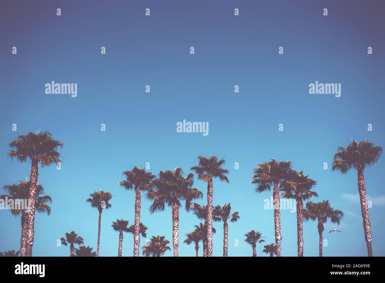 Low angle shot of a lot of palm trees under the beautiful blue sky ...