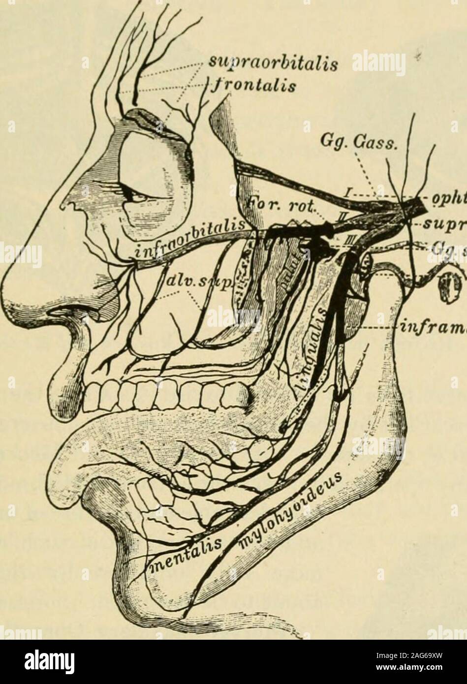 . Manual of operative surgery. w it. It ison a line drawn from the supraorbital notch to a point between the two bicuspids.Make a curved transverse incision parallel and close to the lower margin of theorbit. Divide the orbicularis muscle in a direction parallel to its fibres. Exposethe nerve as it leaves the infraorbital foramen (Fig. 49). Seize the nerve inforceps, and by traction and torsion extract as much of its trunk from its bonycanal as is possible. In the same fashion extract as much of its terminal twigsas possible from the soft structures in which they run. It is extraordinary howmu Stock Photo
