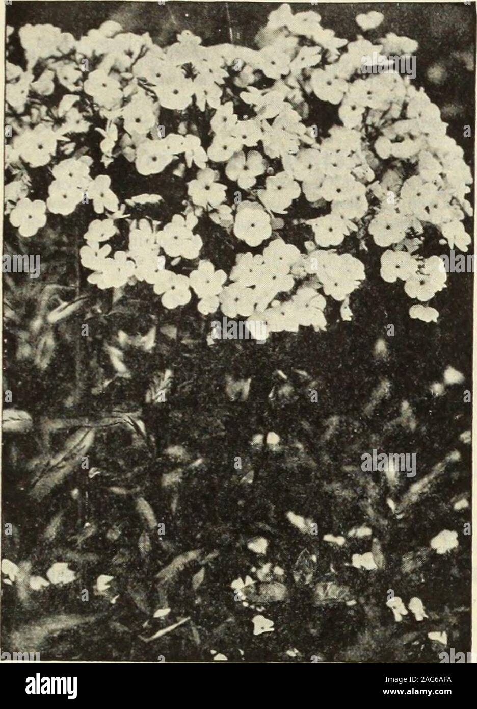 . Dreer's 1913 garden book. 201. New Hardy Phlox Afendsi. A NEW RACE OF HARDY PHLOXES. (Phlox Arendsi.) At the great International Exhibition held in London, May, 1912,where this new type of Phlox received an Award of Merit no othernew plant in the Hardy Perennial class attracted such great attention.It originated through the successful crossing of the early-floweringpopular Phlox Divaricata Canadensis with the showy hardy herba-ceous varieties of Phlox Decussata. The plants are of vigorous, branch-ing habit, growing, according to the variety, from 12 to 24 incheshigh. Coming into flower durin Stock Photo