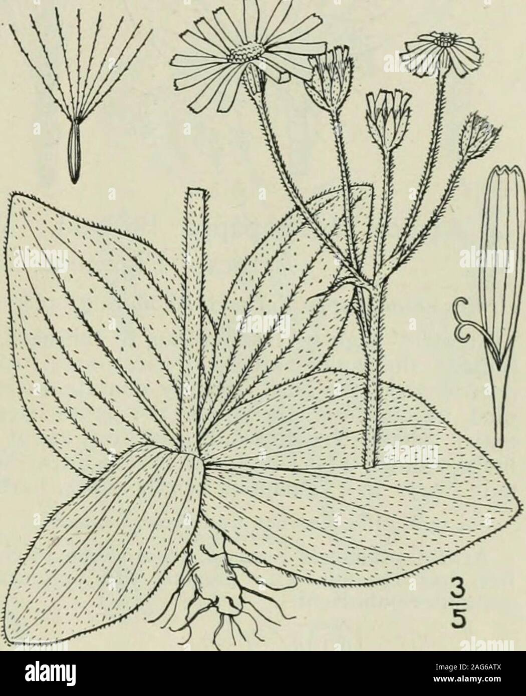 . An illustrated flora of the northern United States, Canada and the British possessions : from Newfoundland to the parallel of the southern boundary of Virginia and from the Atlantic Ocean westward to the 102nd meridian. 2. Arnica cordifolia Hook. Heart-leaf Arnica. Fig. 4600. Arnica cordifolia Hook. Fl. Bor. Am. i : 331.1833. Villous or pubescent; stem simple orsparingly branched, glandular above, i°-2high. Basal and lower leaves ovate tonearly orbicular, obtuse or acute, deeplycordate at the base, dentate. i-3 long,with slender sometimes margined petioles;stem leaves 1-3 pairs, ovate to obl Stock Photo