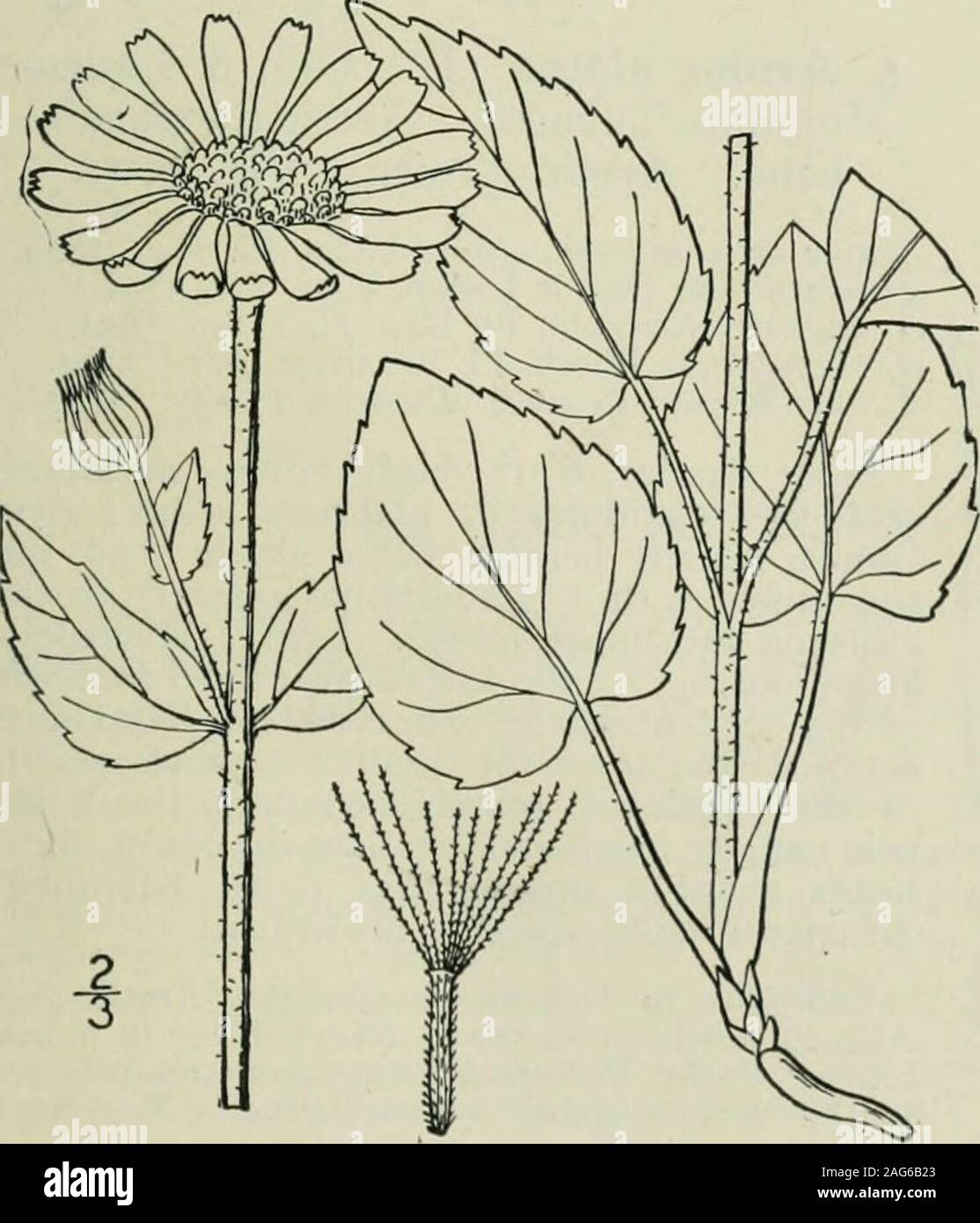 . An illustrated flora of the northern United States, Canada and the British possessions : from Newfoundland to the parallel of the southern boundary of Virginia and from the Atlantic Ocean westward to the 102nd meridian. ovate. 2. A. cordifolia. Basal leaves not cordate, tapering to the petiole.Leaves dentate. Pappus brownish, plumose. 3. Pappus white, barbellate. 4. Leaves entire or nearly so. 5. A. mollis. A. chionopappa. A. alpina. I. Arnica acaulis (Walt.) B.S.P.Leopards-bane. Fig. 4599. Doronicum acaule Walt. Fl. Car. 205. 1788.Arnica Claytoni Pursh, Fl. Am. Sept. 527. 1814.Arnica niidic Stock Photo