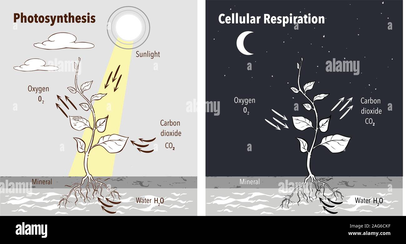 Photosynthesis accumulating sugar and cellular respiration fueling all plants functions day night 2 educational posters vector illustration Stock Vector