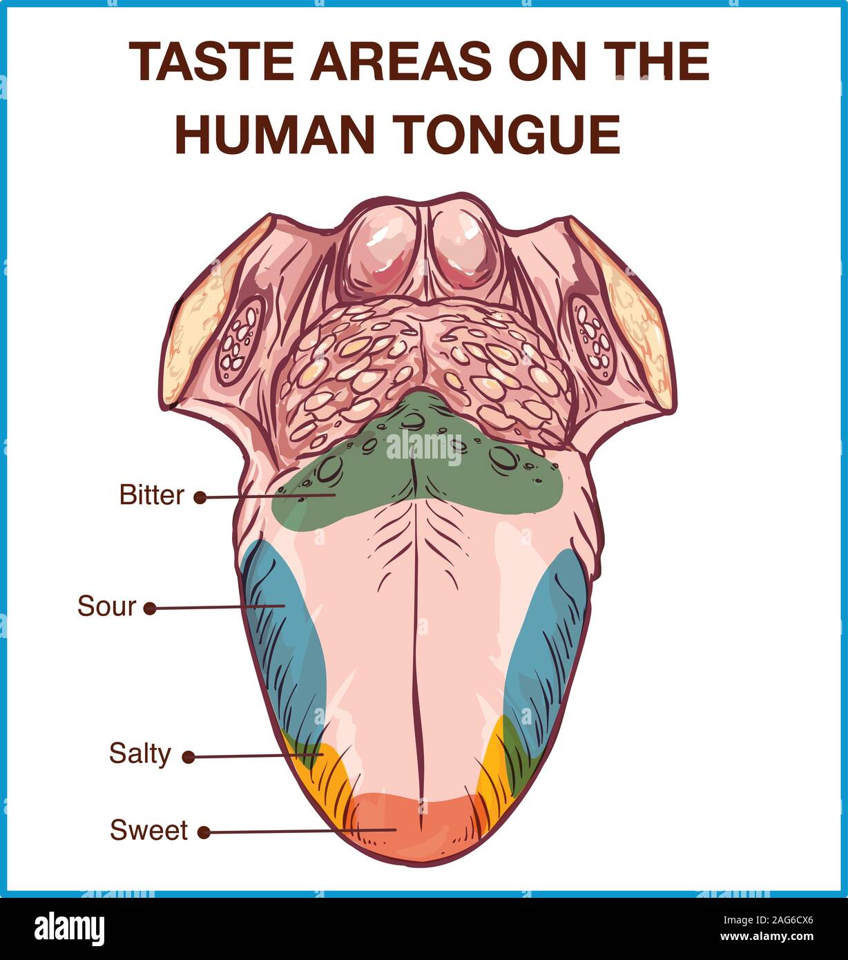 Vector - Color map of taste receptors in the tongue, four flavors - sweet, sour, bitter, salty. Vector illustration. Stock Vector