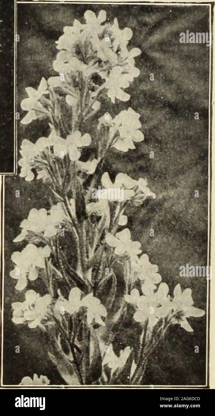 . Dreer's 1913 garden book. Afthpopappus. NEW VARIETIES OF ANCHUSA ITAEICA (Italian Alkanet).Dropmore Variety. One of the most important and best hardy plants of recent introduction; grows 5 to 6 feet high, and produces its pretty gentian-blue flowers throughout the entire summer. 25 cts. each; $2.50 per doz.Opal. Similar in all respects to the preceding except in color, which is a fine lustrous light blue. 25 cts. each; $2.50 per doz.Perrys Variety. An improved form of the Dropmore variety of still more vigorous habit, with individual flowers fully an inch across and of a rich deep blue. 35 c Stock Photo