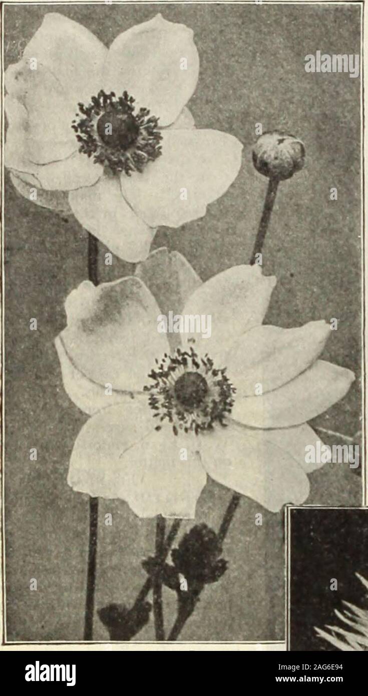 . Dreer's 1913 garden book. and Amcena).Podophyllum (May Apple).Polygonatum (Solomons Seal).Primula (Primrose)-Pulmonaria (Lungwort).Ranunculus repens fl. pl.(Buttercup) the shade, and while the sorts noted below areDescriptions, prices and cultural notes will be Rodgersia. Saxifraga (Megaseas).Smilacina (False Solomons Seal).Spigelia (Carolina or Indian /in/,).Spiraea (Meadow Sweet).Stenanthium( Mountain Feather Fleece).Thalictrum (Meadow line).Tiarella (Foam Flower).Tradescantia (Spider-wort).Tricyrtis (Japanese Toad f.ily).Trillium (Wood Lily or Wakt Robin).Trollius (fjlobe Flower).Vinca (P Stock Photo