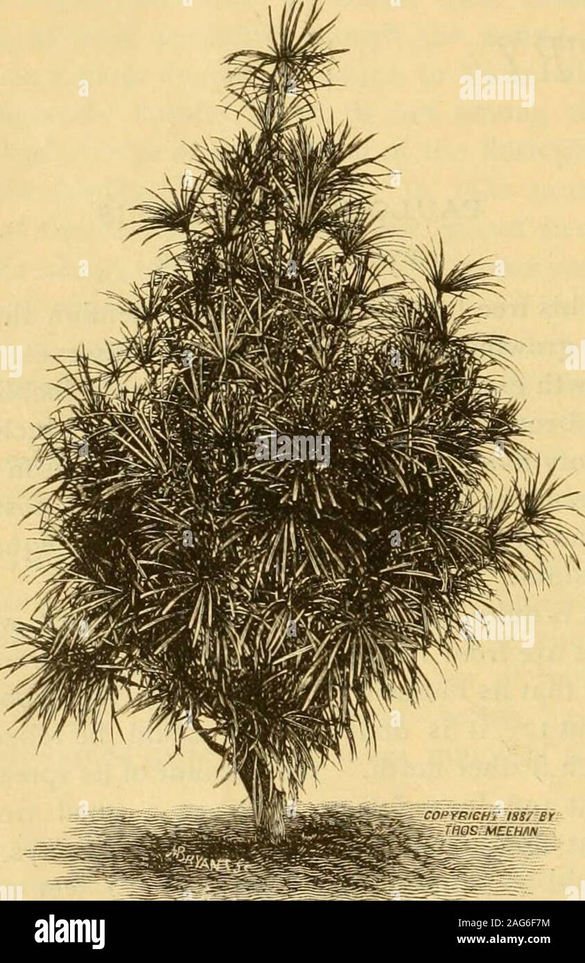 . The Gardener's monthly and horticulturist. s for the purpose of inducing upright growth,instead of the extended side branches. Plantingsmade on such rough parts of the farm that hardlypay for general farm crops, would no doubt intime become the most valuable part of the farm. The thinnings on such plantings will be no small item in paying tax bills and interest on land. Conestoga, Lancaster Co., Pa. [The Paulonia is very highly esteemed for itstimber in Japan.—Ed. G. M.] 146 THE GARDENERS MONTHLY [May, EDITORIAL NOTES. Umbrella Pine—Sciadopitys verticillata.—^This is the Umbrella Pine, so-ca Stock Photo